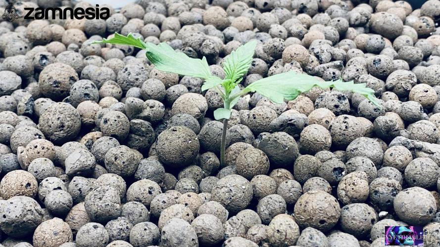 Tropicana Cookies  🍓🍍🍊🍒🍪. Week 2