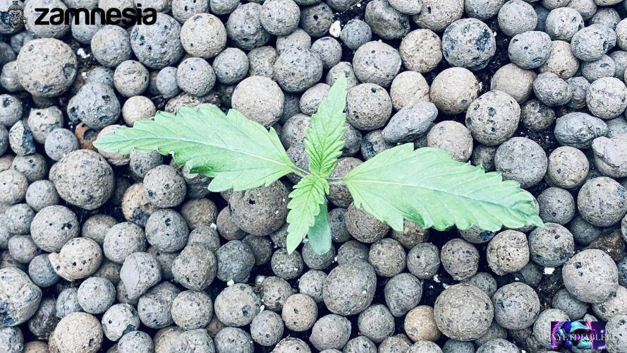 Tropicana Cookies  🍓🍍🍊🍒🍪. Week 2