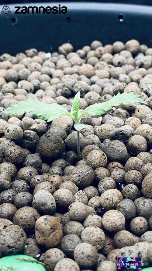 Tropicana Cookies  🍓🍍🍊🍒🍪. Week 2