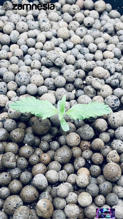 Tropicana Cookies  🍓🍍🍊🍒🍪. Week 2