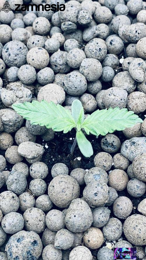 Tropicana Cookies  🍓🍍🍊🍒🍪. Week 2