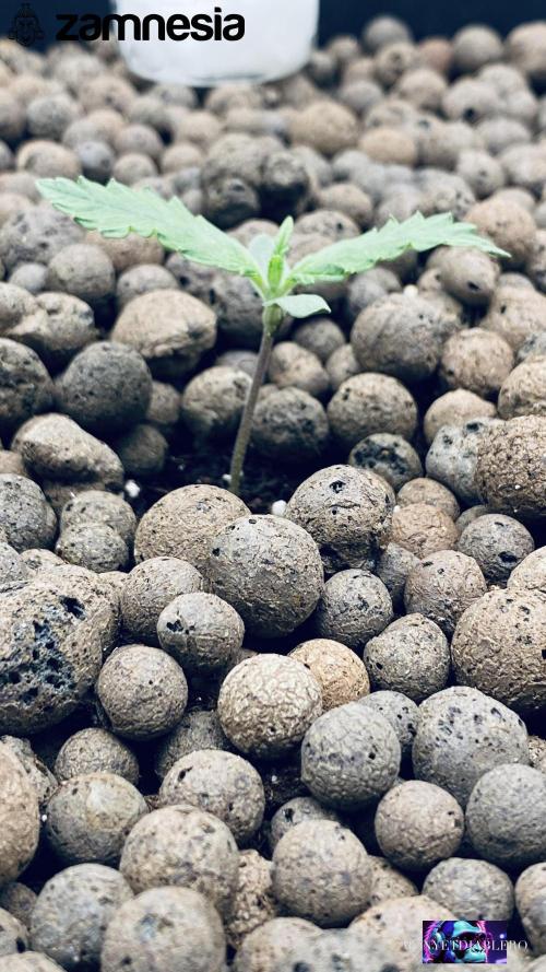 Tropicana Cookies  🍓🍍🍊🍒🍪. Week 2