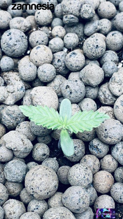 Tropicana Cookies  🍓🍍🍊🍒🍪. Week 2