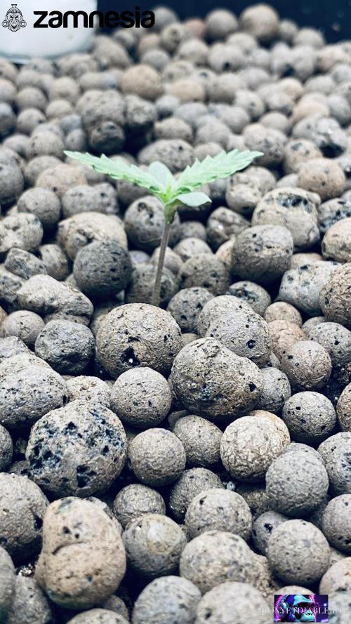 Tropicana Cookies  🍓🍍🍊🍒🍪. Week 2