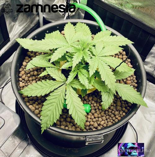 Tropicana Cookies  🍓🍍🍊🍒🍪. Week 3