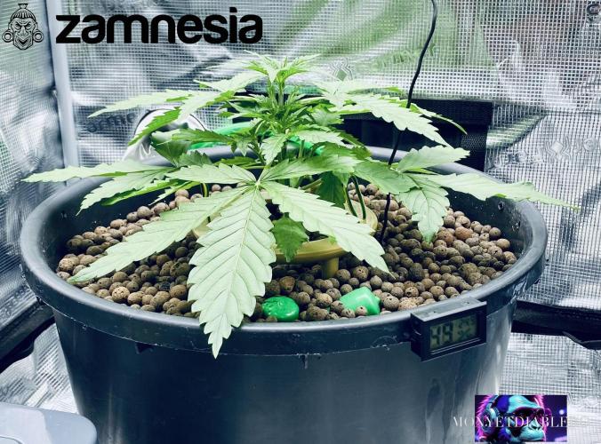 Tropicana Cookies  🍓🍍🍊🍒🍪. Week 3