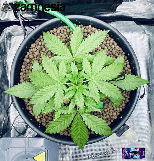 Tropicana Cookies  🍓🍍🍊🍒🍪. Week 3