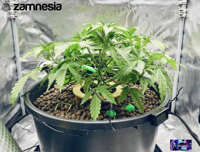 Tropicana Cookies  🍓🍍🍊🍒🍪. Week 4