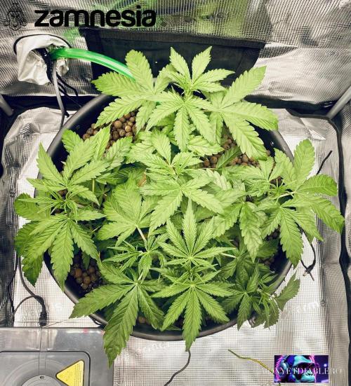 Tropicana Cookies  🍓🍍🍊🍒🍪. Week 4