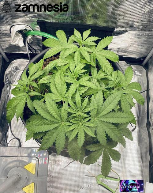 Tropicana Cookies  🍓🍍🍊🍒🍪. Week 4