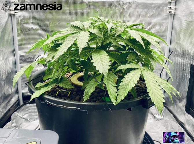 Tropicana Cookies  🍓🍍🍊🍒🍪. Week 4