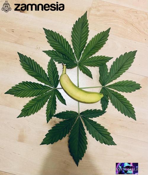 Tropicana Cookies  🍓🍍🍊🍒🍪. Week 4