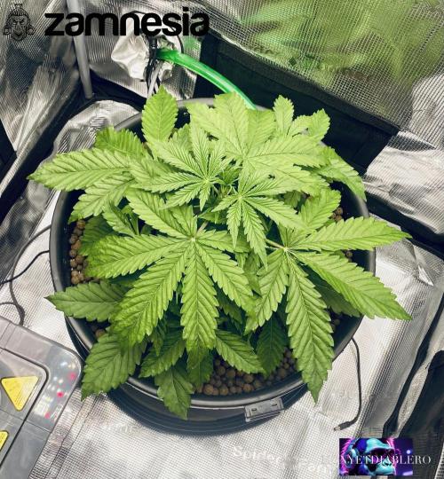 Tropicana Cookies  🍓🍍🍊🍒🍪. Week 4