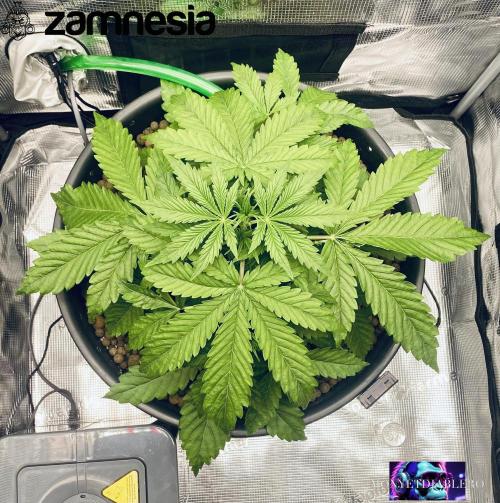 Tropicana Cookies  🍓🍍🍊🍒🍪. Week 4