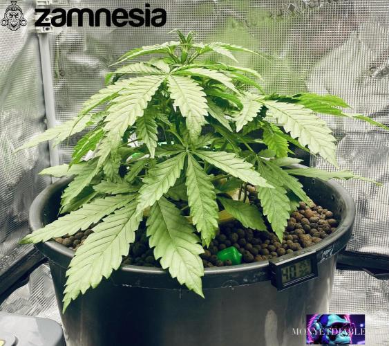 Tropicana Cookies  🍓🍍🍊🍒🍪. Week 4