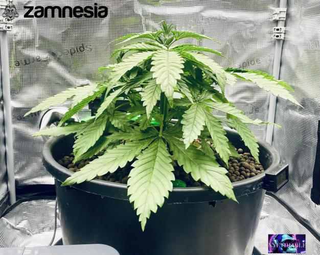 Tropicana Cookies  🍓🍍🍊🍒🍪. Week 4