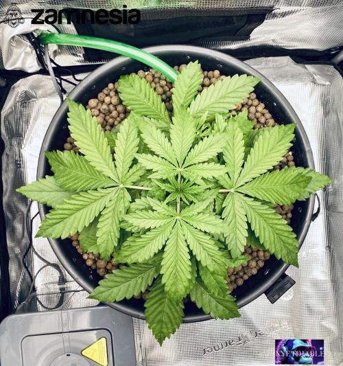 Tropicana Cookies  🍓🍍🍊🍒🍪. Week 4