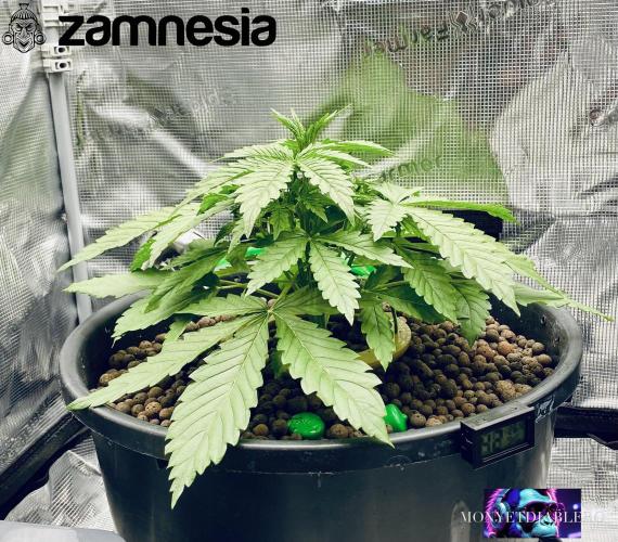 Tropicana Cookies  🍓🍍🍊🍒🍪. Week 4