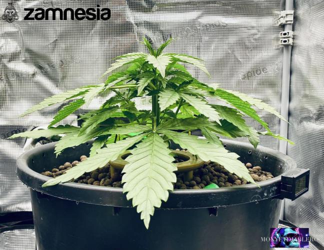 Tropicana Cookies  🍓🍍🍊🍒🍪. Week 4