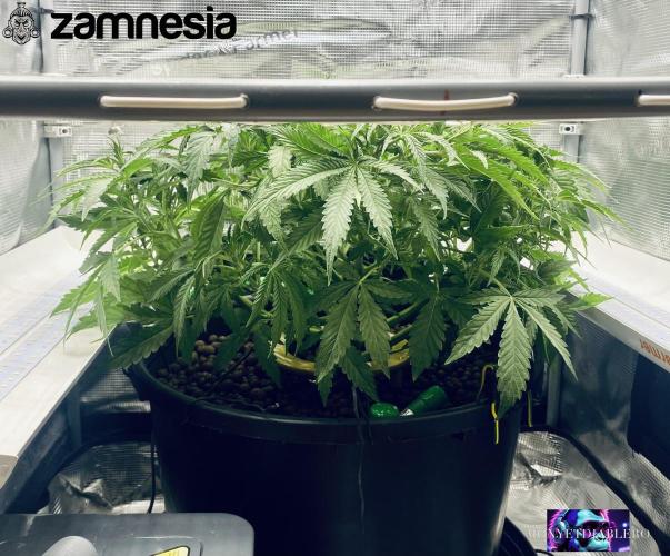 Tropicana Cookies  🍓🍍🍊🍒🍪. Week 5