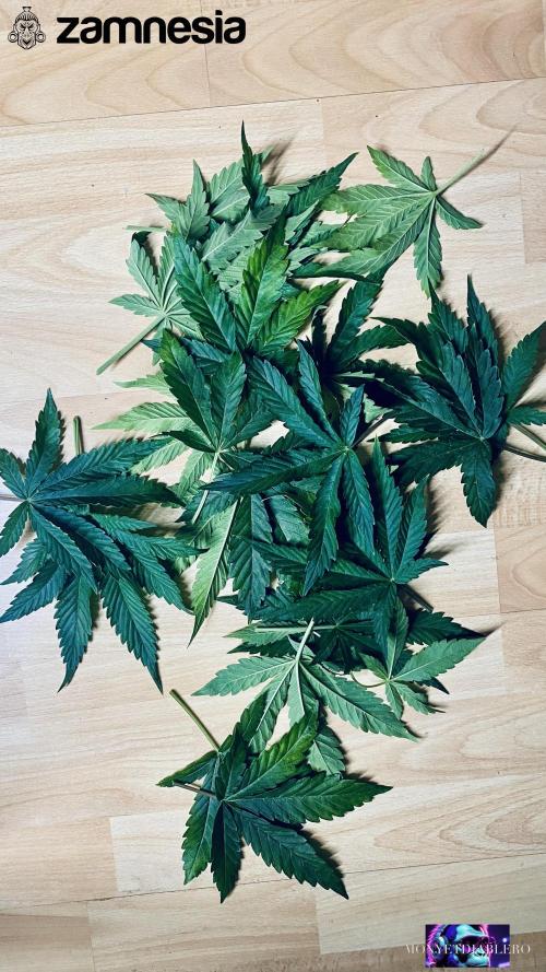 Tropicana Cookies  🍓🍍🍊🍒🍪. Week 5