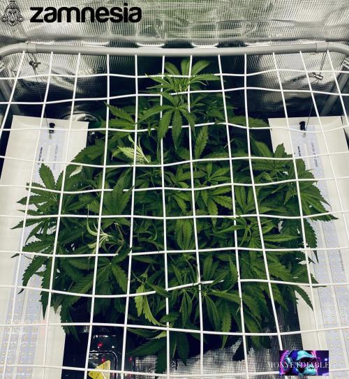 Tropicana Cookies  🍓🍍🍊🍒🍪. Week 5