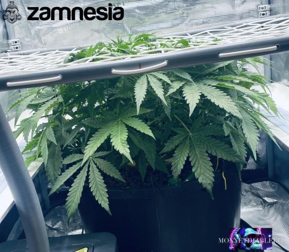 Tropicana Cookies  🍓🍍🍊🍒🍪. Week 5