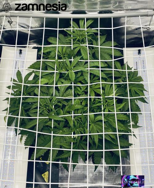 Tropicana Cookies  🍓🍍🍊🍒🍪. Week 5