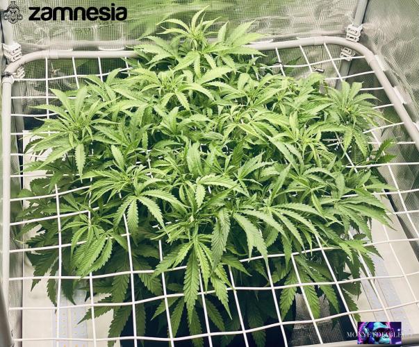 Tropicana Cookies  🍓🍍🍊🍒🍪. Week 6