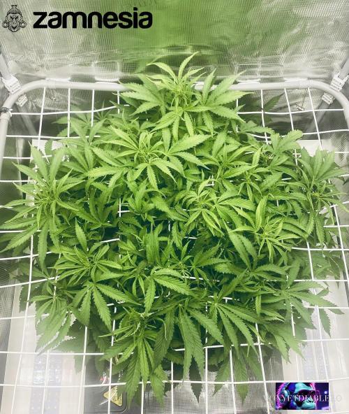 Tropicana Cookies  🍓🍍🍊🍒🍪. Week 6