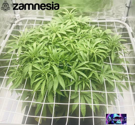 Tropicana Cookies  🍓🍍🍊🍒🍪. Week 6