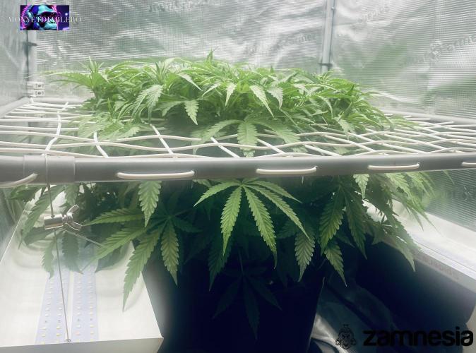 Tropicana Cookies  🍓🍍🍊🍒🍪. Week 6