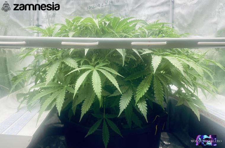 Tropicana Cookies  🍓🍍🍊🍒🍪. Week 6