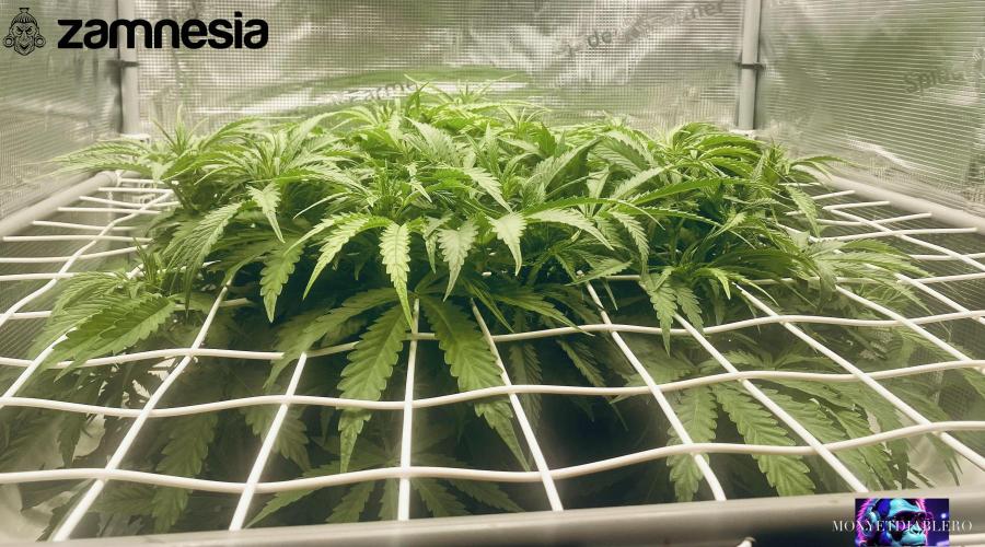 Tropicana Cookies  🍓🍍🍊🍒🍪. Week 6