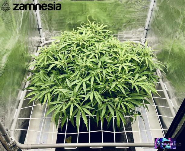 Tropicana Cookies  🍓🍍🍊🍒🍪. Week 7