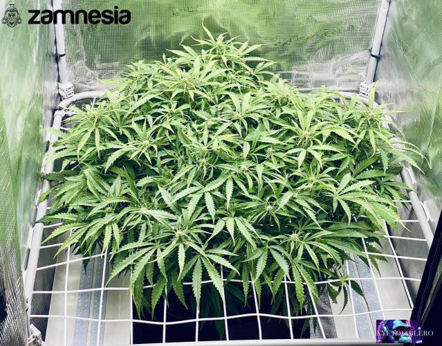 Tropicana Cookies  🍓🍍🍊🍒🍪. Week 7