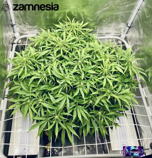 Tropicana Cookies  🍓🍍🍊🍒🍪. Week 7