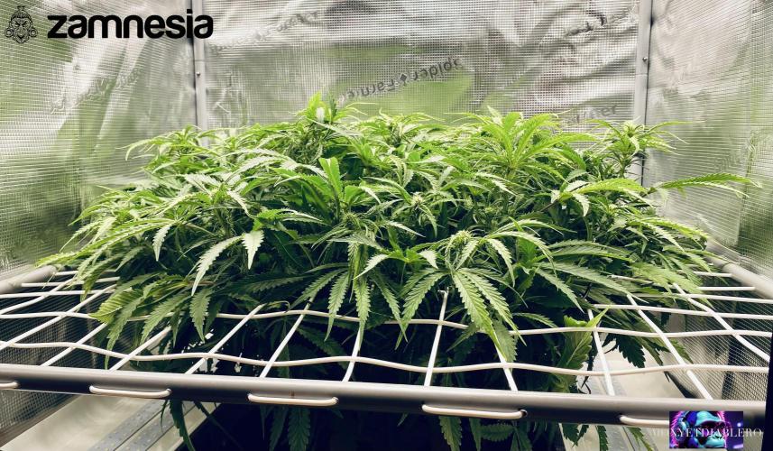 Tropicana Cookies  🍓🍍🍊🍒🍪. Week 7