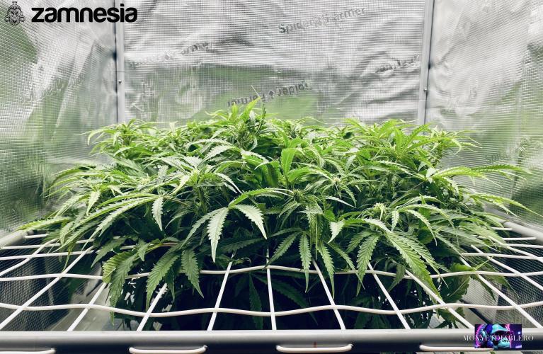 Tropicana Cookies  🍓🍍🍊🍒🍪. Week 7