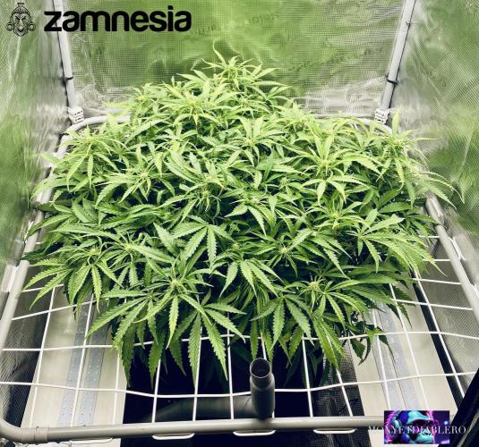 Tropicana Cookies  🍓🍍🍊🍒🍪. Week 7