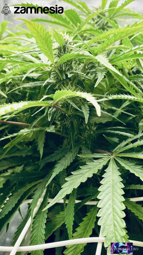 Tropicana Cookies  🍓🍍🍊🍒🍪. Week 8