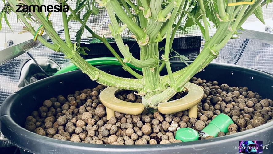 Tropicana Cookies  🍓🍍🍊🍒🍪. Week 8