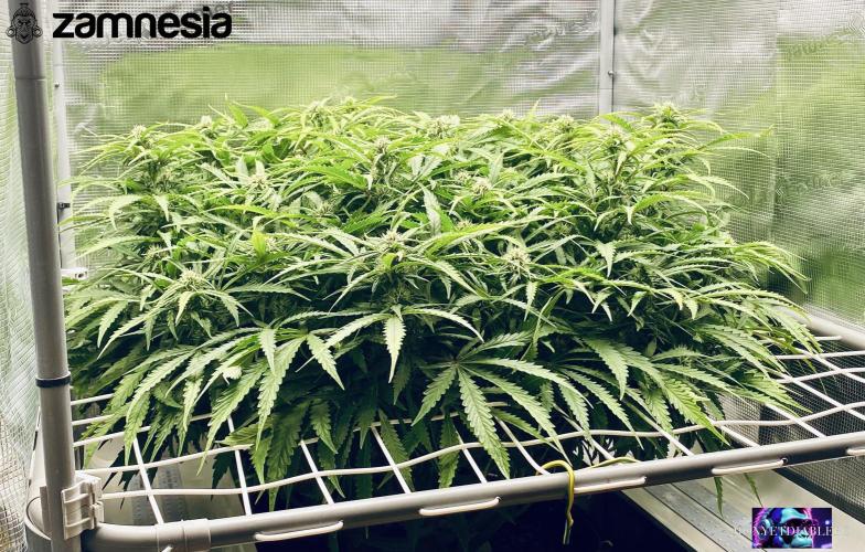 Tropicana Cookies  🍓🍍🍊🍒🍪. Week 8