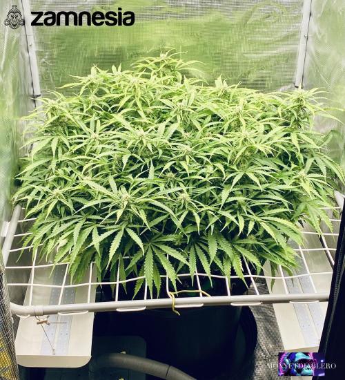 Tropicana Cookies  🍓🍍🍊🍒🍪. Week 8