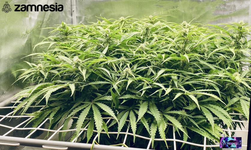 Tropicana Cookies  🍓🍍🍊🍒🍪. Week 8