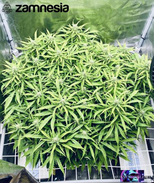 Tropicana Cookies  🍓🍍🍊🍒🍪. Week 9