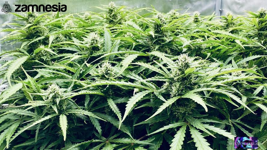 Tropicana Cookies  🍓🍍🍊🍒🍪. Week 9