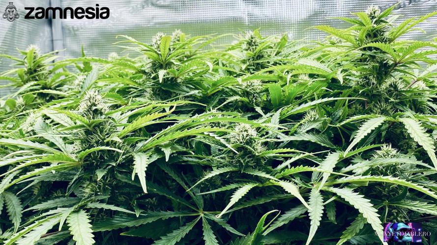 Tropicana Cookies  🍓🍍🍊🍒🍪. Week 9