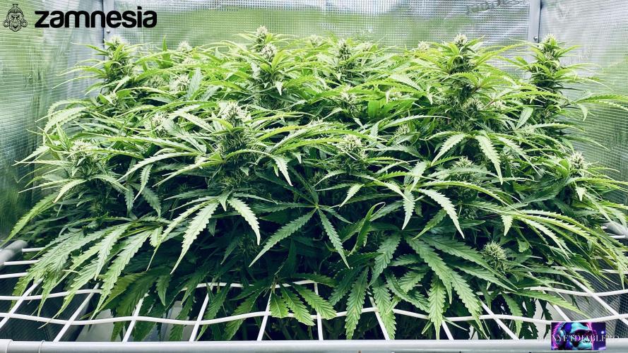 Tropicana Cookies  🍓🍍🍊🍒🍪. Week 9