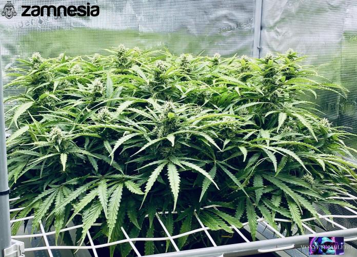 Tropicana Cookies  🍓🍍🍊🍒🍪. Week 9